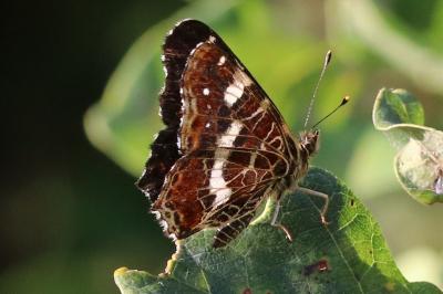 Araschnia levana