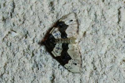 Cosmorhoe ocellata