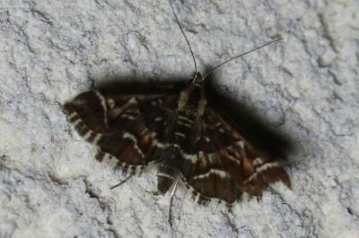 Diasemia reticularis