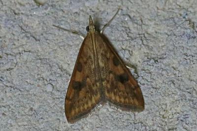 Udea ferrugalis