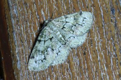 Cleorodes lichenaria