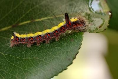 Acronicta psi