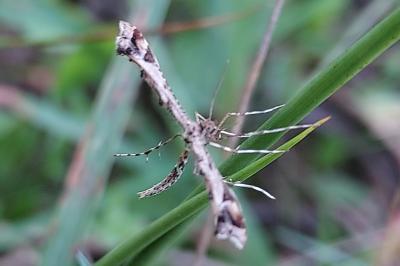 Amblyptilia acanthadactyla