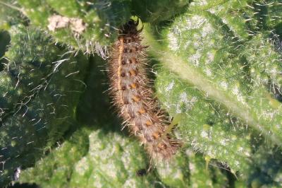 Phragmatobia fuliginosa