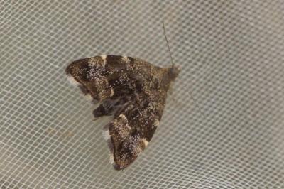 Anthophila fabriciana
