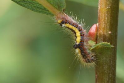 Acronicta psi