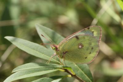 Colias alfacariensis