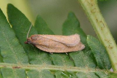 Aphelia viburnana