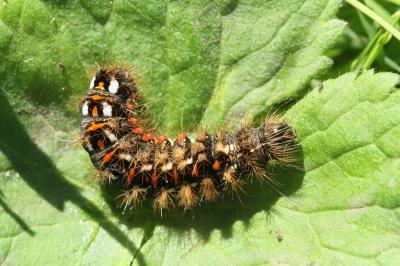 Acronicta rumicis