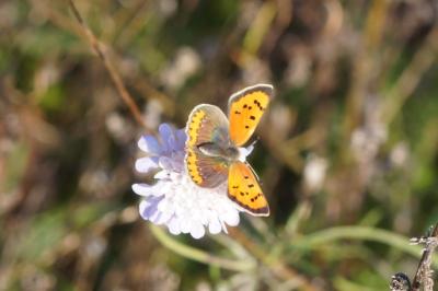 Lycaena phlaeas