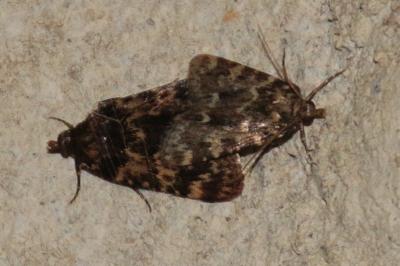 Aglossa caprealis