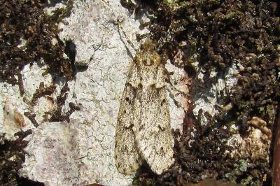 Lypusidae