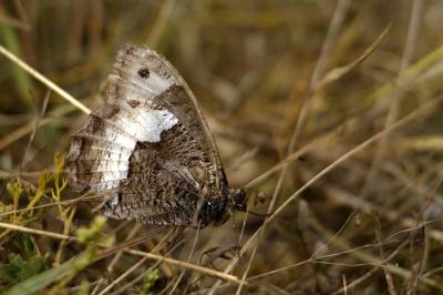 Hipparchia fagi