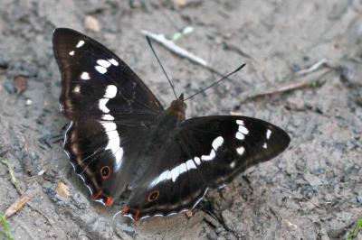 Apatura iris