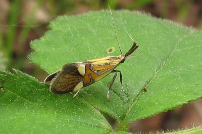 Oecophoridae