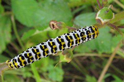 Cucullia scrophulariae