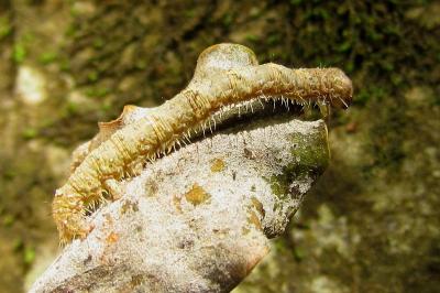 Campaea margaritaria