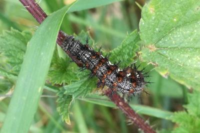 Vanessa atalanta