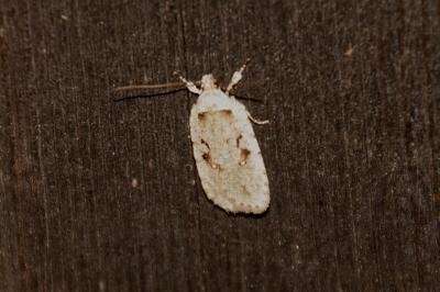 Agonopterix ocellana