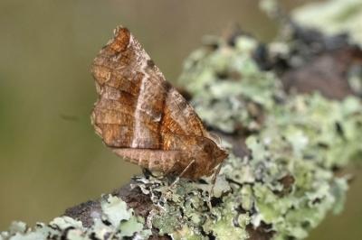 Selenia dentaria