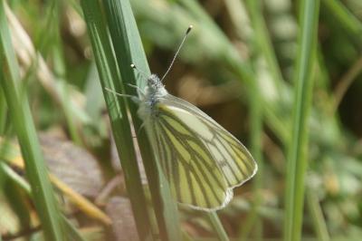 Pieris napi