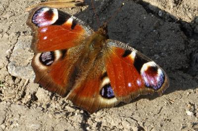 Aglais io