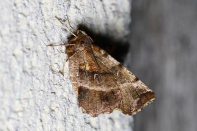 Selenia dentaria