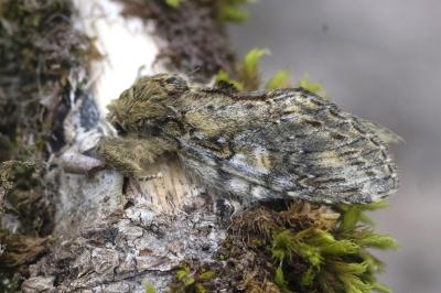 Peridea anceps