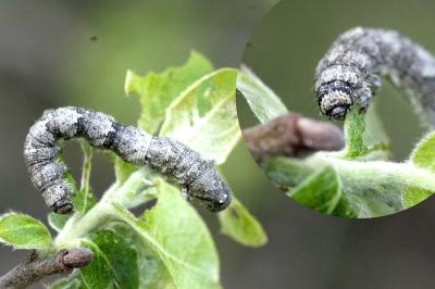 Campaea margaritaria