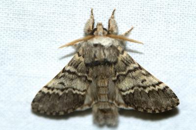 Drymonia ruficornis