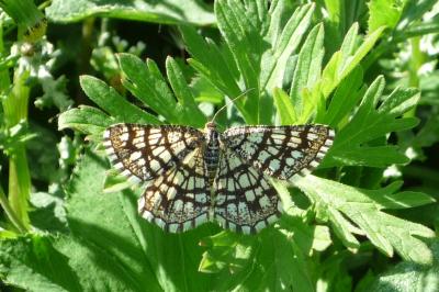 Chiasmia clathrata