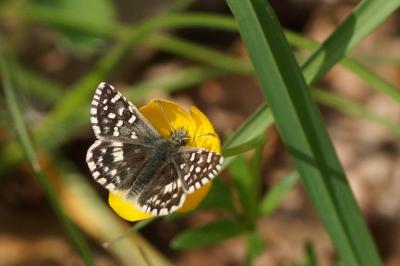 Pyrgus malvae