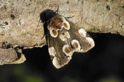Thyatira batis