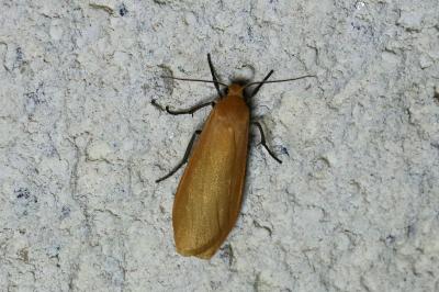 Wittia sororcula