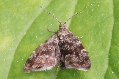 Anthophila fabriciana