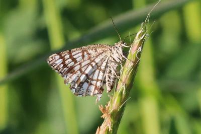 Chiasmia clathrata