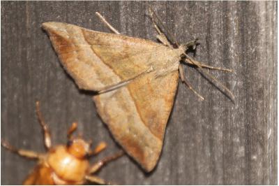 Hypena proboscidalis