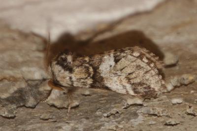 Drymonia dodonaea