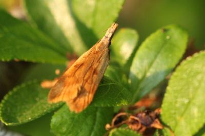 Dichomeris derasella