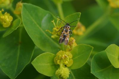 Pancalia leuwenhoekella