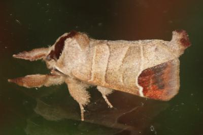 Clostera curtula