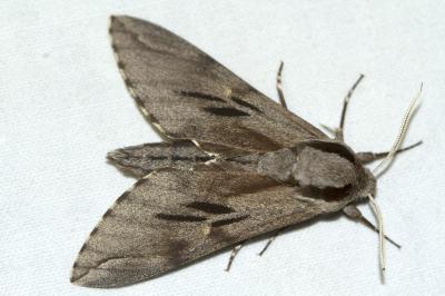 Hyloicus pinastri