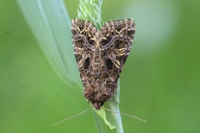 Sideridis rivularis