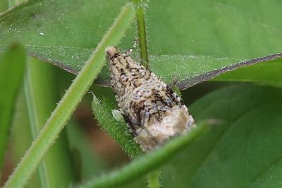 Celypha lacunana
