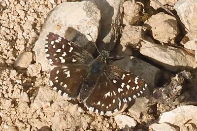 Pyrgus malvae