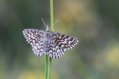 Scopula tessellaria