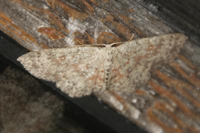 Cyclophora pendularia