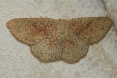 Cyclophora porata