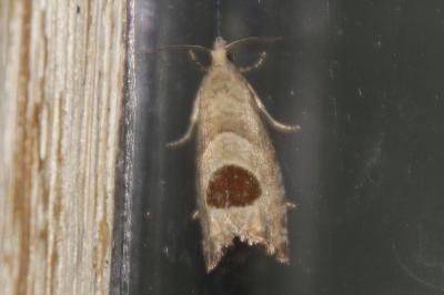 Notocelia uddmanniana