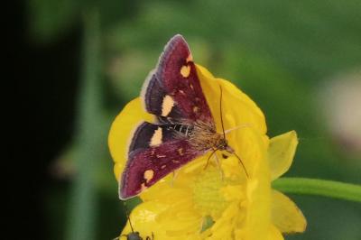 Pyrausta aurata